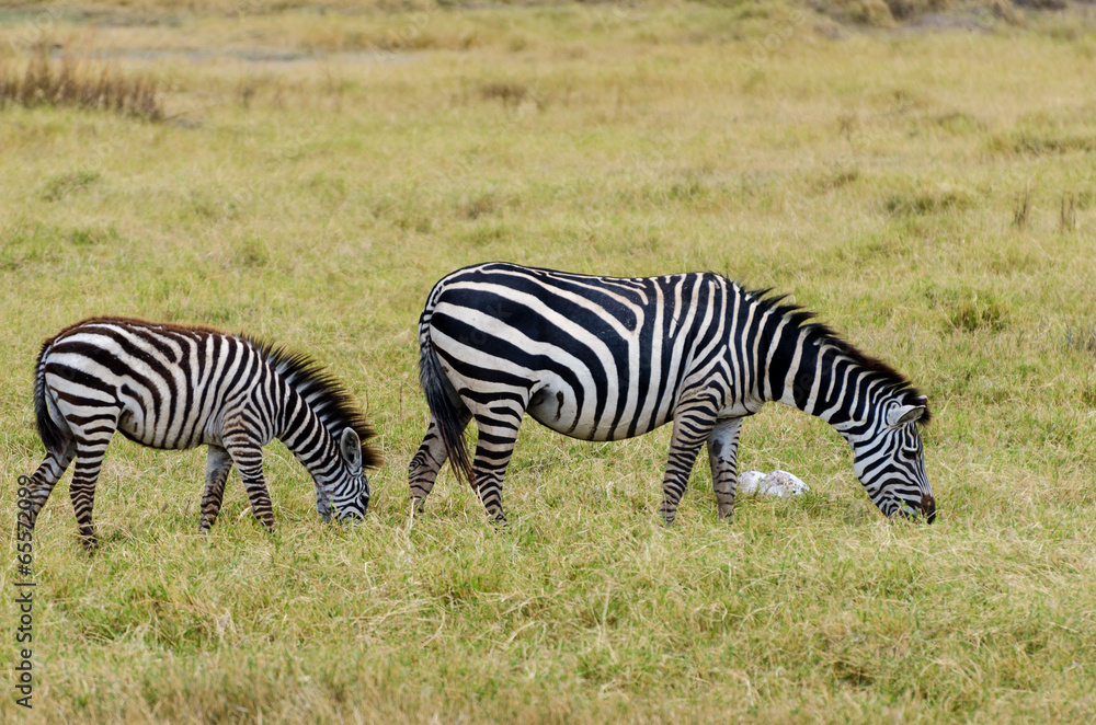 Fototapeta premium Zebra