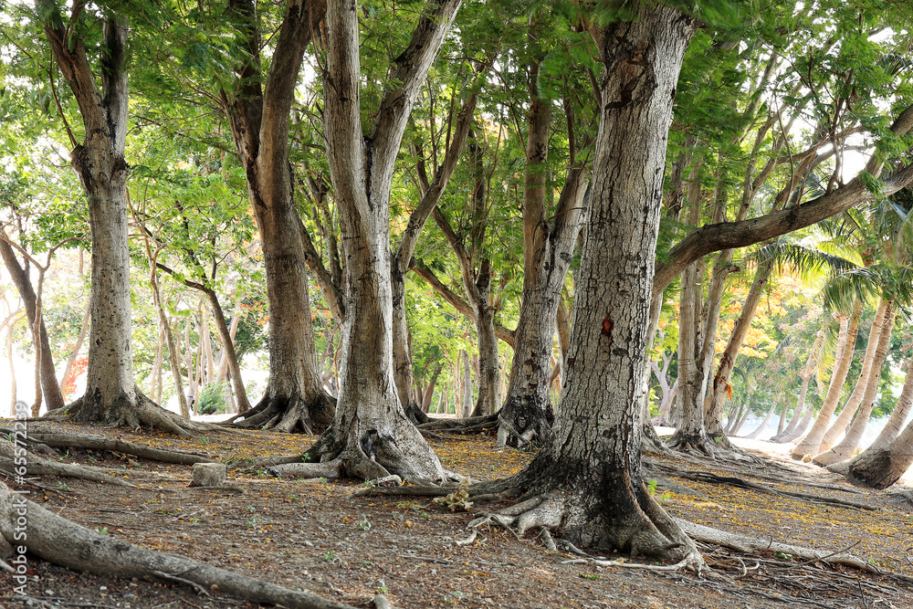 tree with big roots tree with big roots