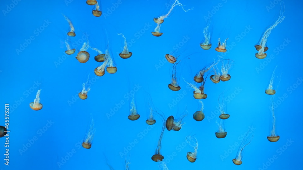 Jellyfishes swimming in aquarium Jellyfishes swimming in aquarium
