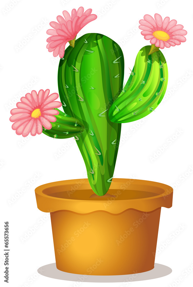 A cactus plant with pink flowers