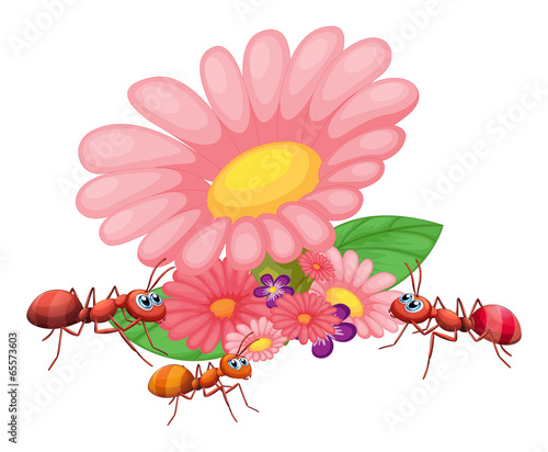 Fresh flowers with ants