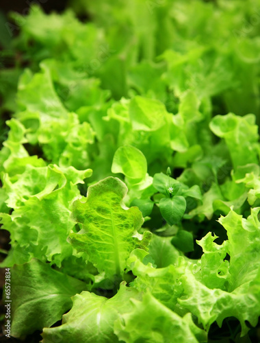 Green lettuce