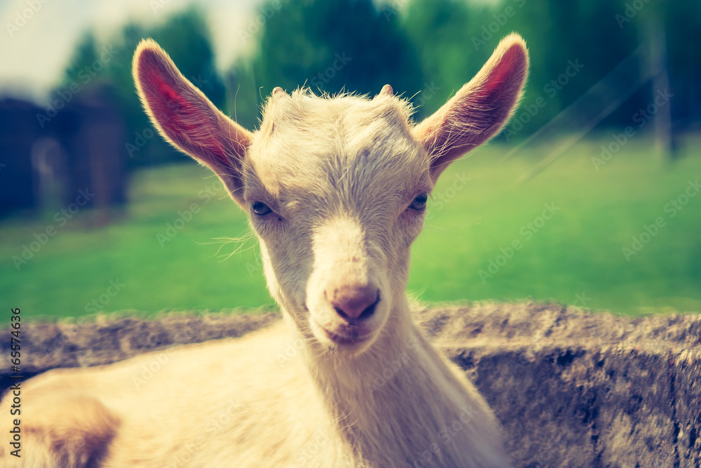 Obraz premium vintage goat portrait