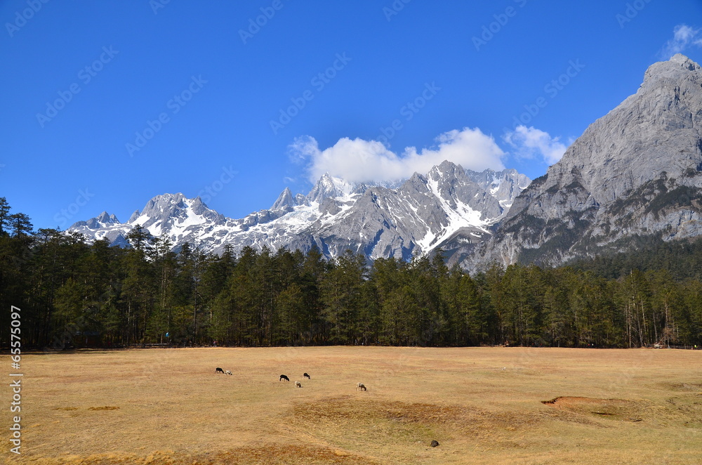 Alpine Mountains and Pine Forests