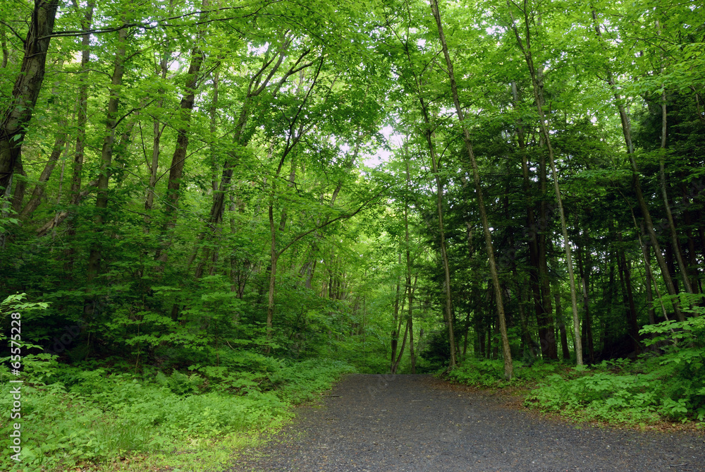 Fototapeta premium Spring