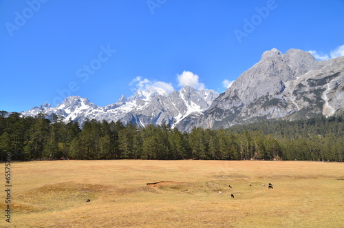 Alpine Mountains and Pine Forests