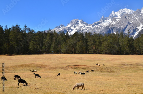 Alpine Mountains and Pine Forests