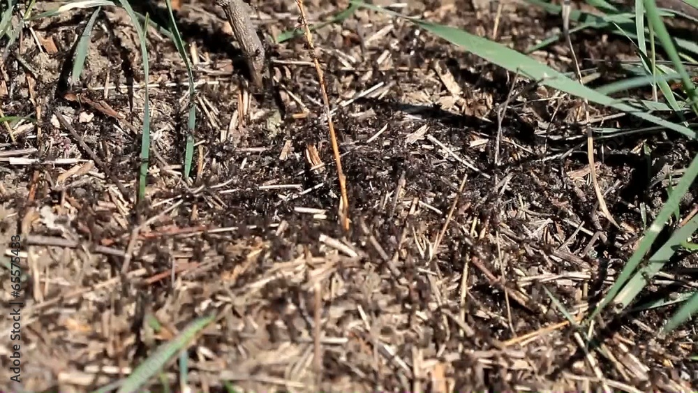 Ants working in an anthill in summer Ants working in an anthill in summer