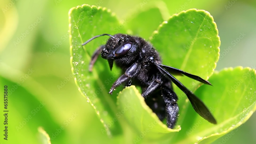 Macro of black bug on green leaf Macro of black bug on green leaf