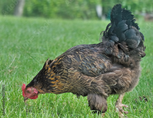 poule qui picore dans l'herbe