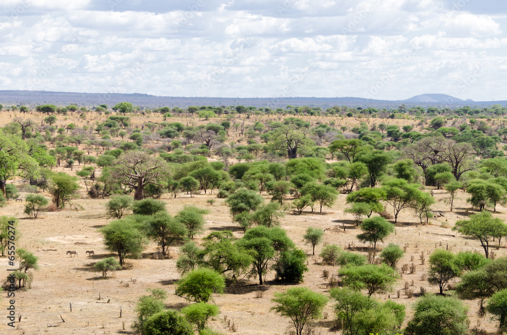 Scenic landscape in Tarangire National Park, Tanzania Scenic landscape in Tarangire National Park, Tanzania
