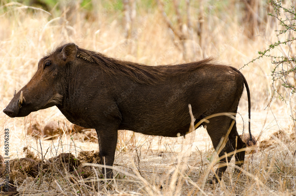 Warthog in Tarangire National Park, Tanzania Warthog in Tarangire National Park, Tanzania