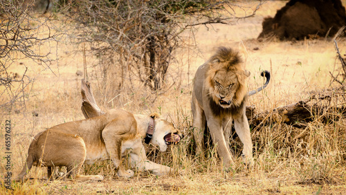 Canvas Print Lions in Tarangire National Park, Tanzania