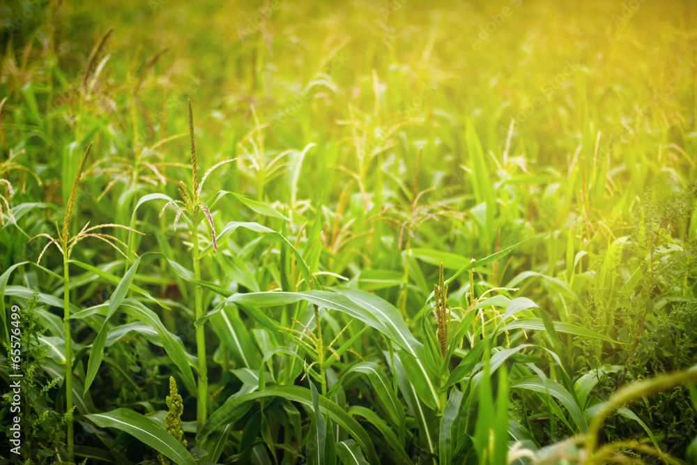 Fototapeta premium Corn field in sunlight