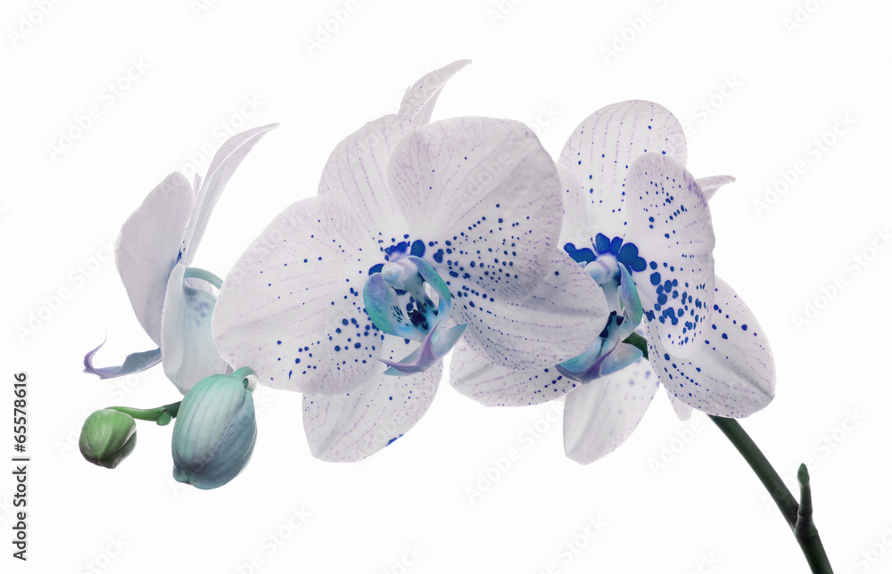 Fototapeta premium kwiaty orchidei z dużymi i małymi niebieskimi plamkami