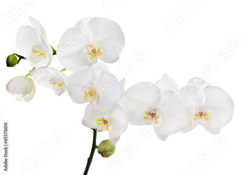 large white isolated orchid floral branch