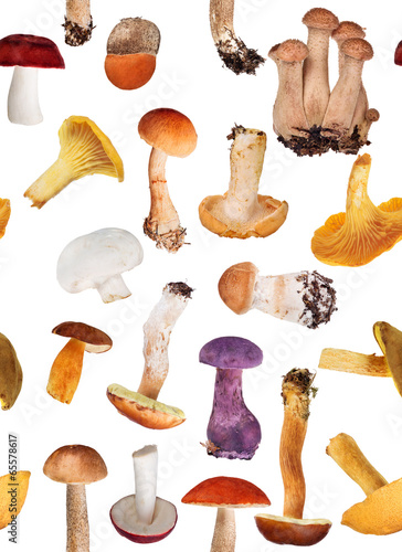 background from edible mushrooms on white