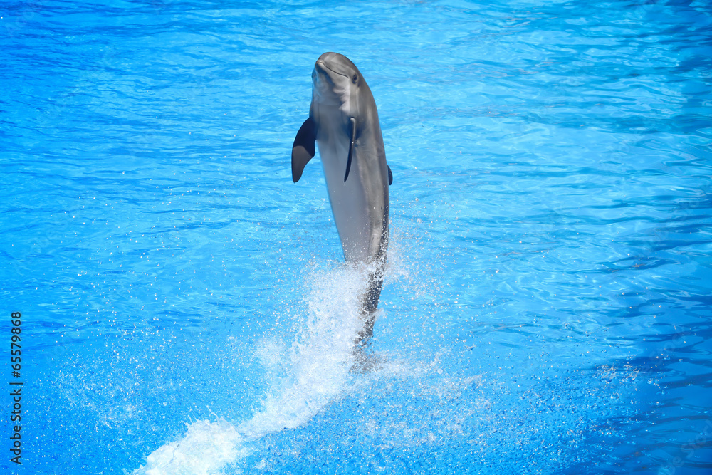 Obraz premium dolphin in action