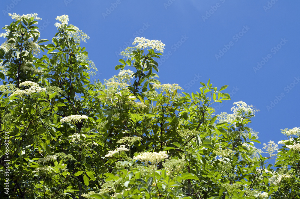 Fototapeta premium Holunderblueten; Sambucus; nigra;