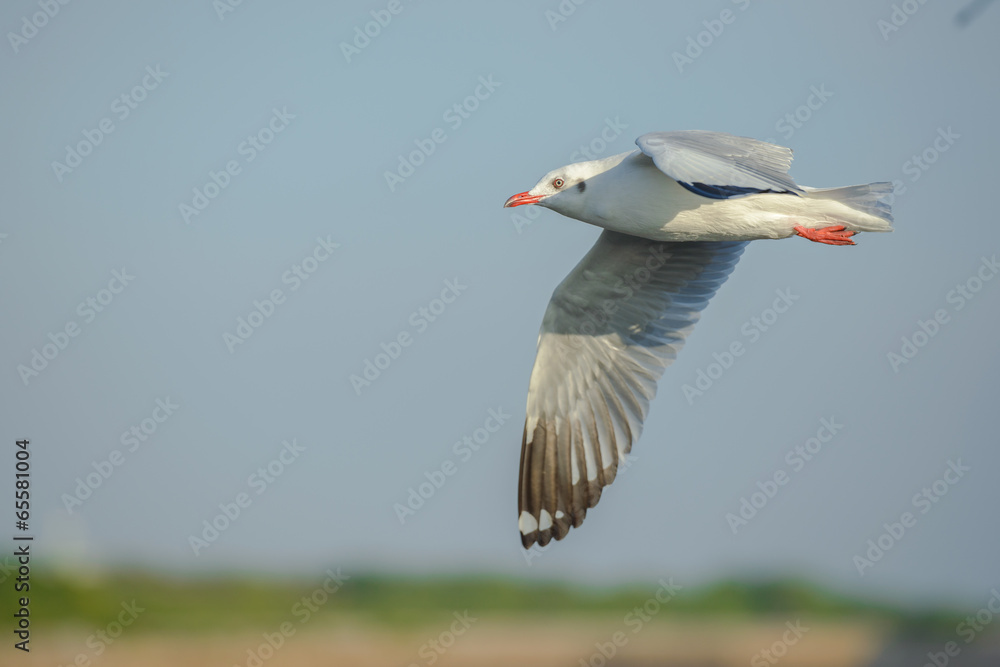 Obraz premium white seagull beautiful flying blue sky landscape background