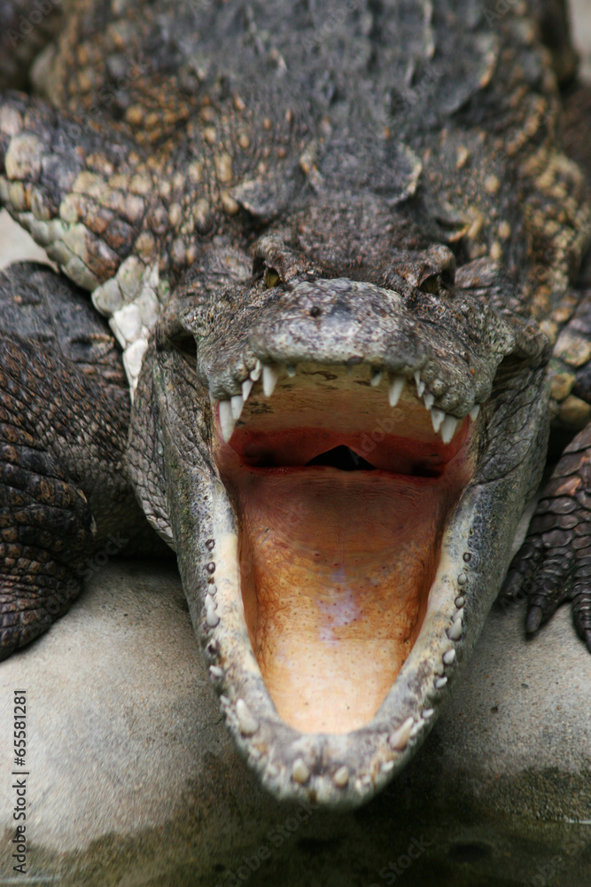 Naklejka premium Dangerous crocodile