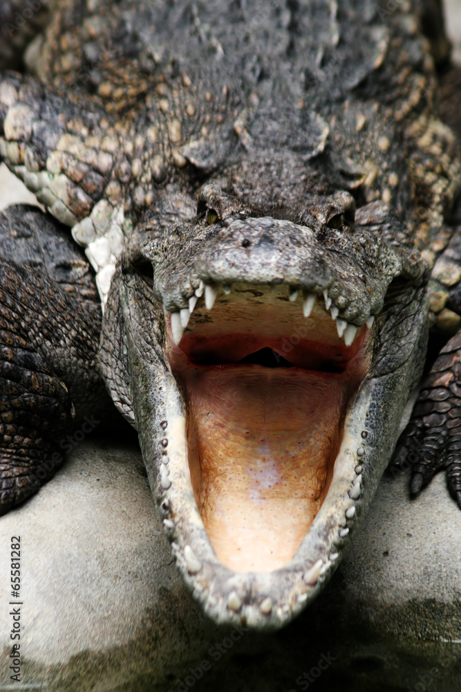 Naklejka premium Dangerous crocodile
