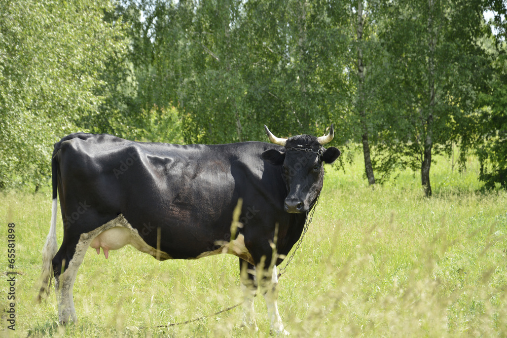 Сcows graze in the meadow. Сcows graze in the meadow.
