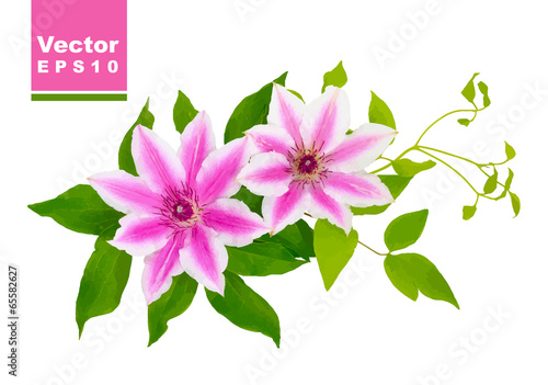 Clematis. Vector illustration.