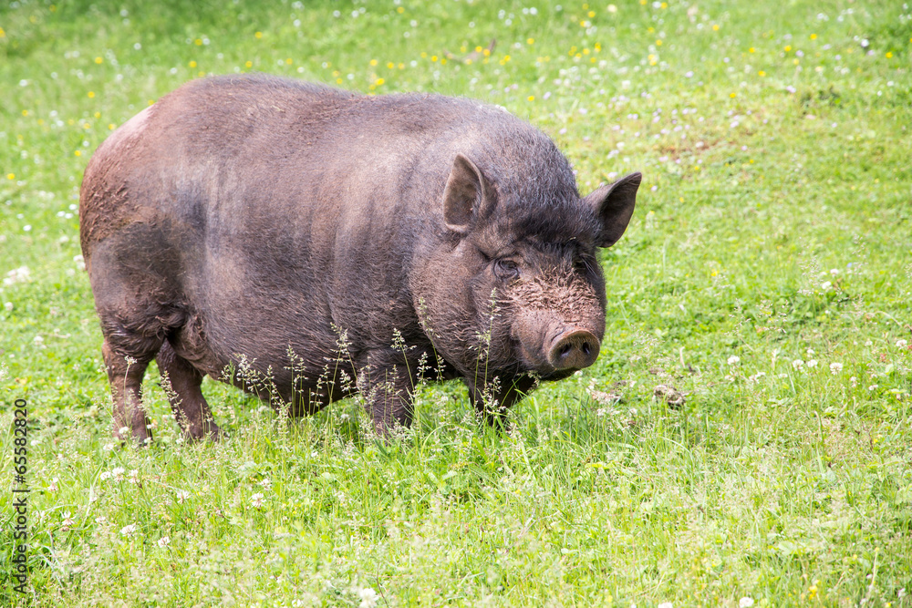 Pig on a Meadow