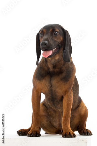 dog in studio, Bavarian Mountain Scenthound dog