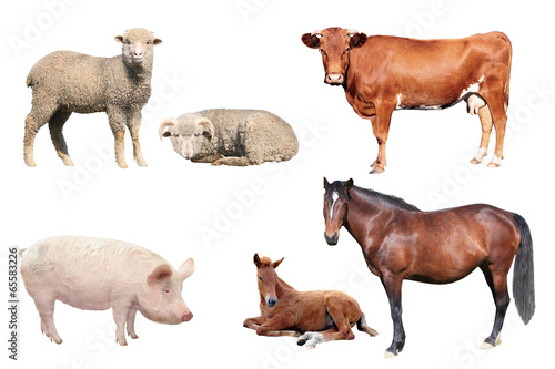 livestock