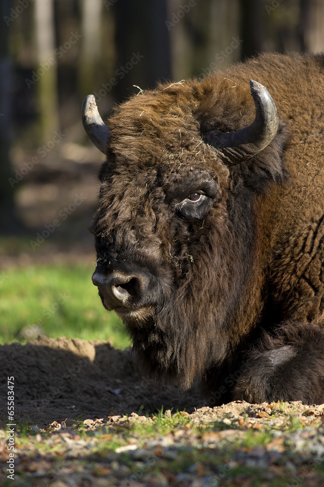 bison resting in a forest clearing bison resting in a forest clearing