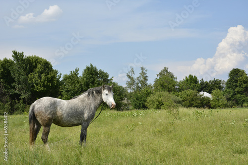 horse grazes on meadow.