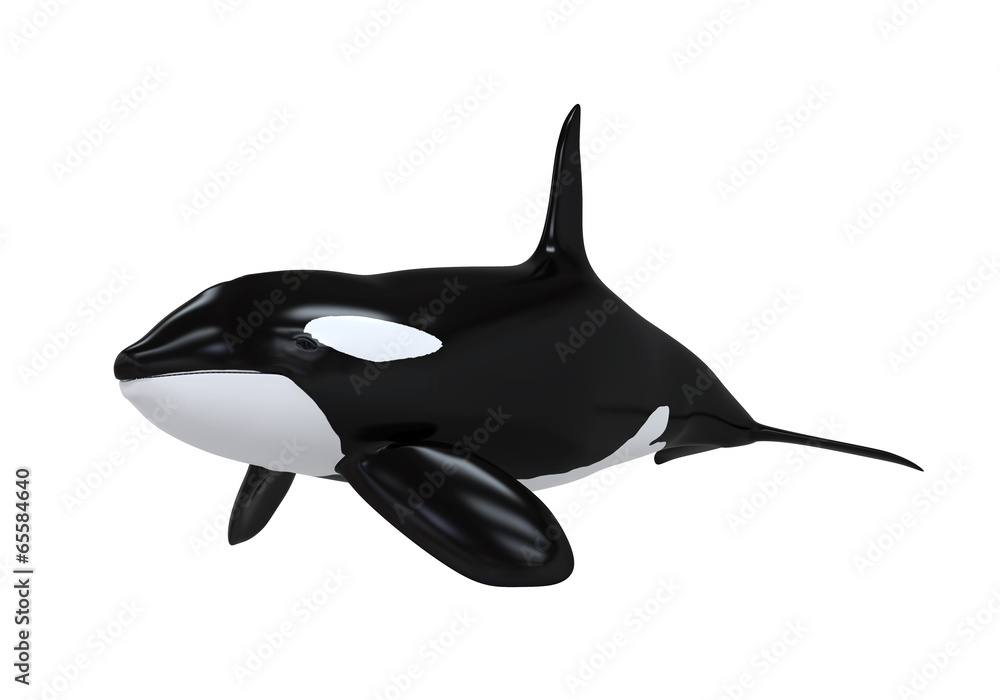 Obraz premium Killer Whale