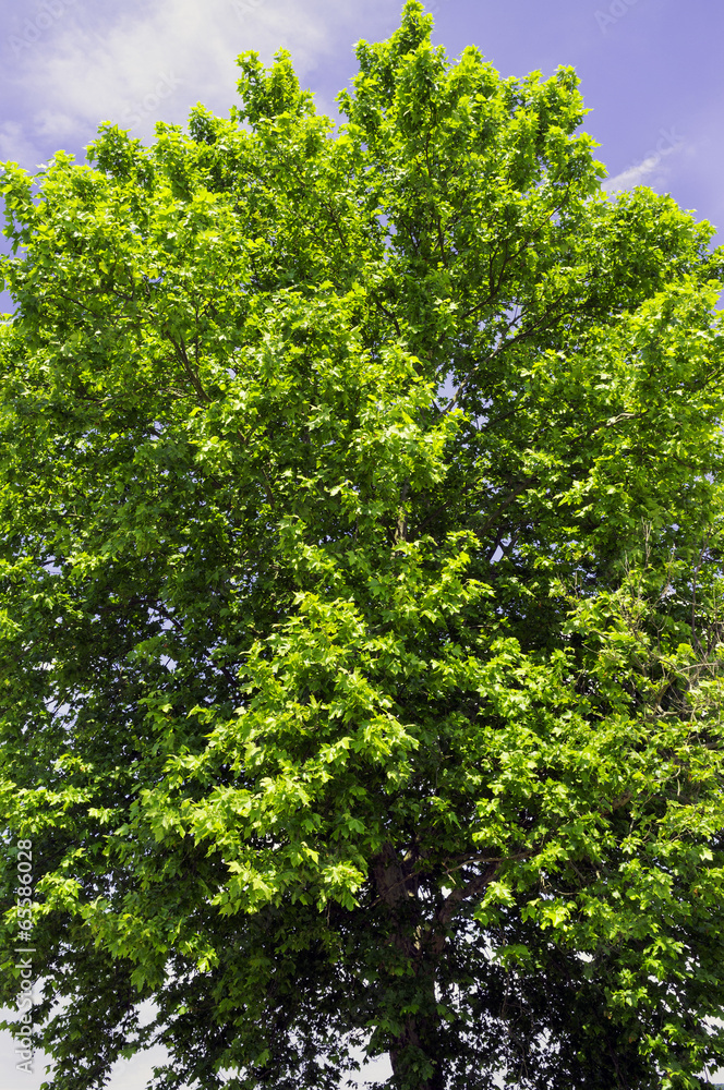 Big and stately old tree, lomellina, color image Big and stately old tree, lomellina, color image