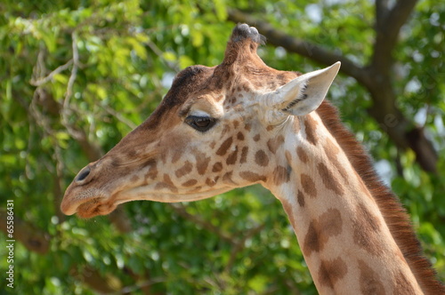 girafe © Seabird75