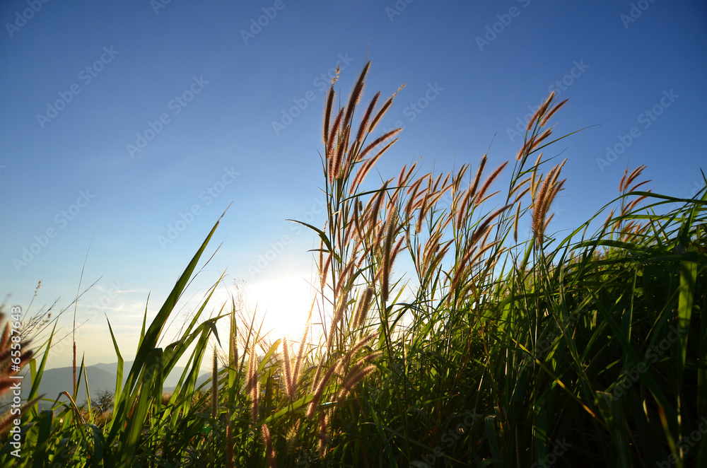 Grass Fields in Sunlight Grass Fields in Sunlight