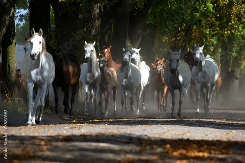Fototapeta Naklejka Na Ścianę i Meble -  Galloping horses at pasture
