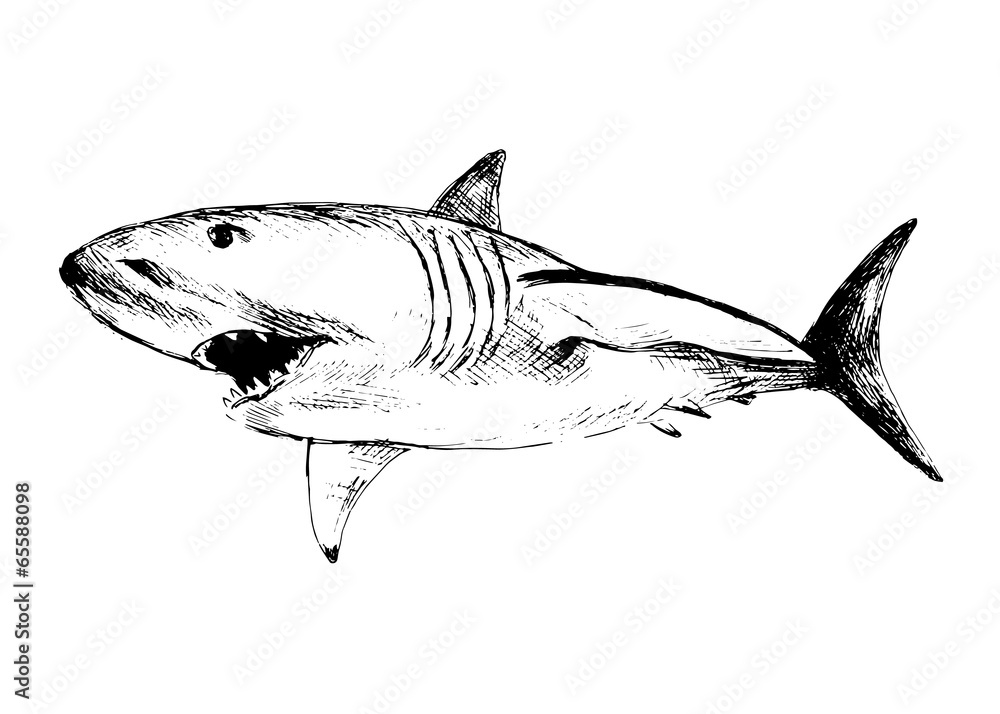 Fototapeta premium Hand drawing of a shark. Vector illustration