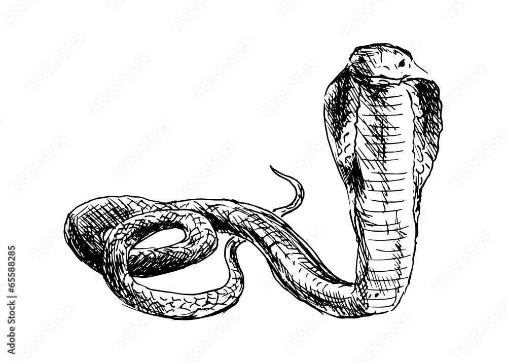 Fototapeta premium Hand drawing a cobra. Vector illustration