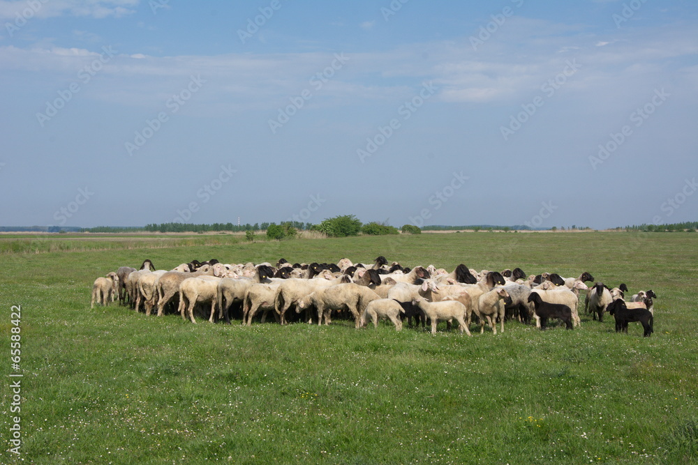 Obraz premium sheep on the grass