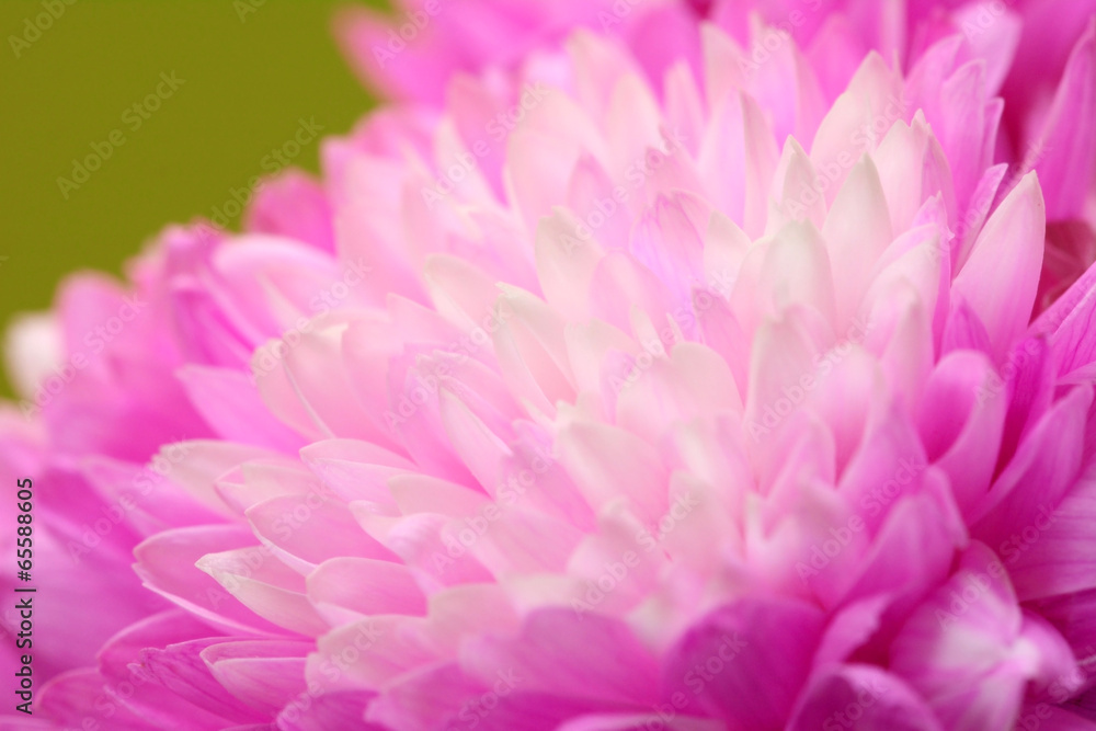 Macro of pink chrysanthemum flower
