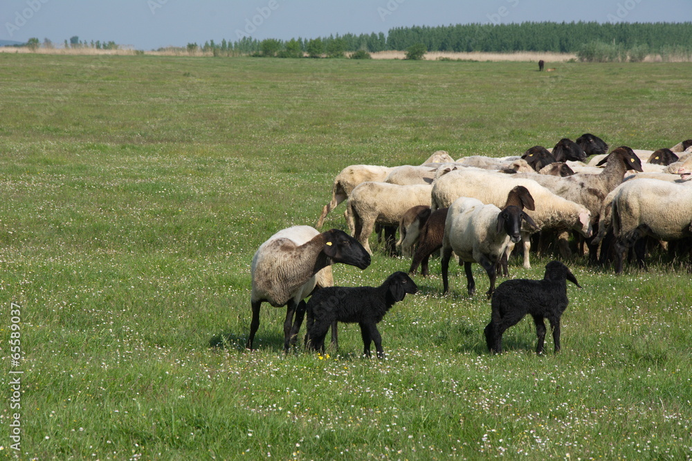 Fototapeta premium sheep on the grass
