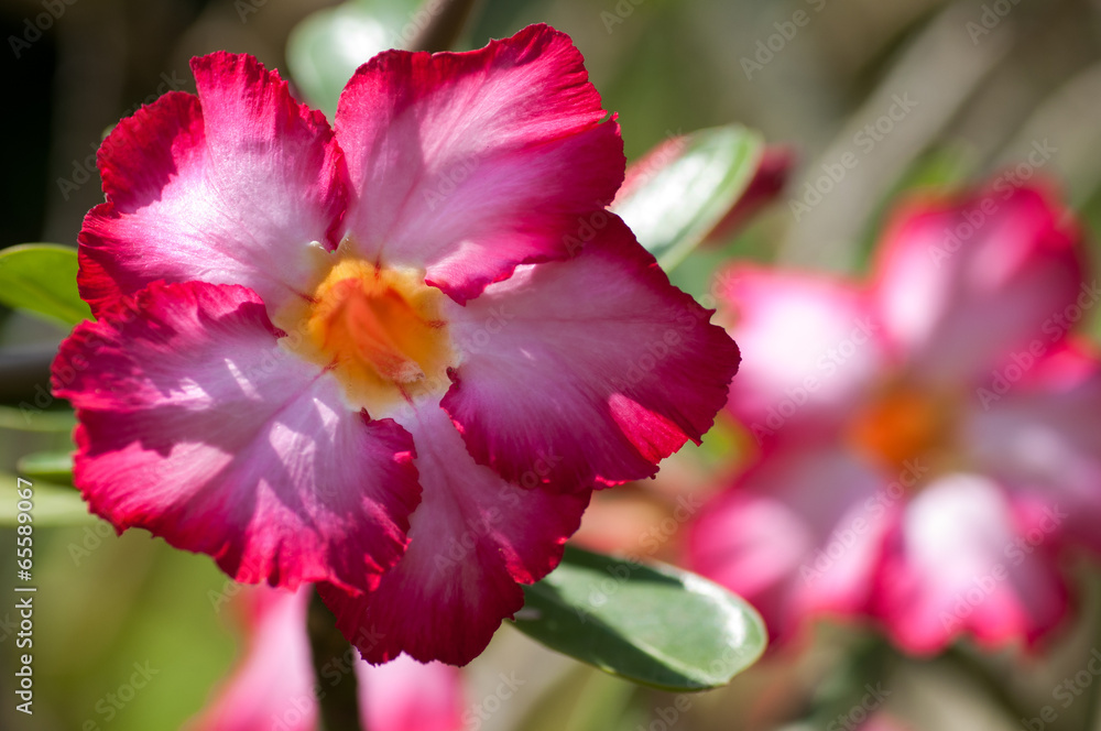 Red, pink flowers Red, pink flowers