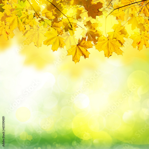 fall leaves with green grass