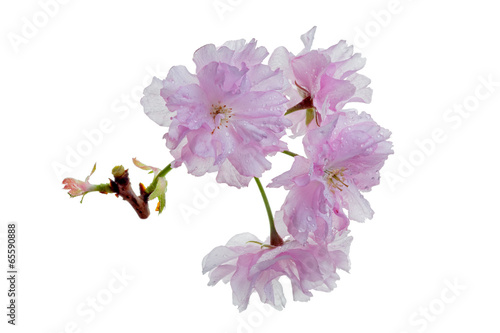 isolated branch of Japanese Cherry Blossoms