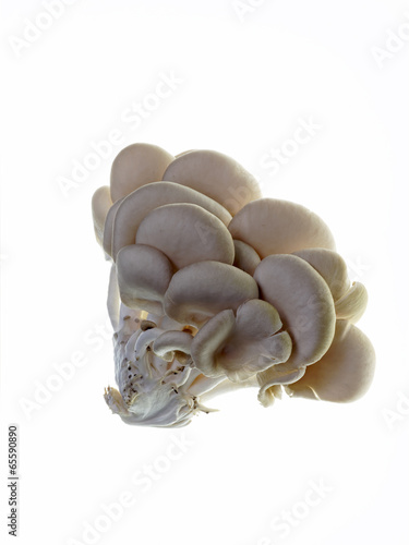 isolated oyster mushroom