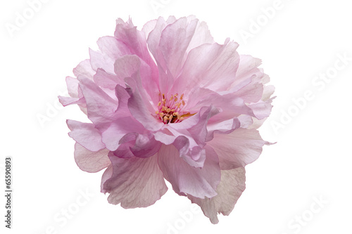 isolated japanese cherry blossom