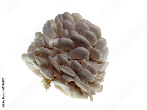 isolated oyster mushroom