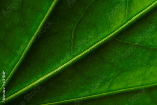 close up of a Hibiscus Leave
